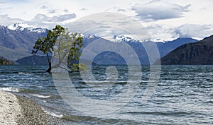 Tree in Lake Wanaka