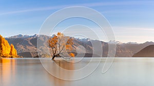 Tree on lake Wanaka which is famous landmark in south island, Ne