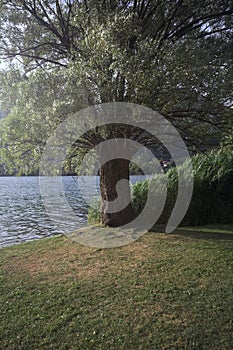 Tree by the lakeshore