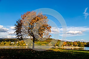 tree in the landscape