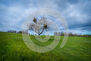 tree in the landscape