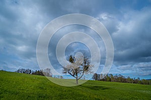 tree in the landscape