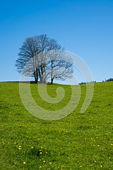 tree in the landscape