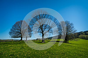 tree in the landscape