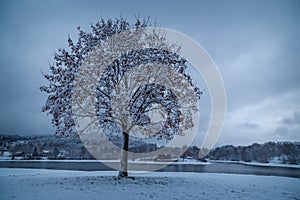 tree in the landscape