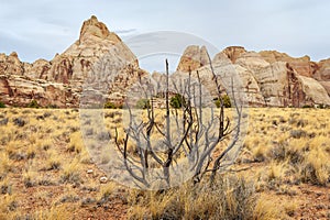 Tree and Landscape Along the Cohab Canyon Trail, Utah.