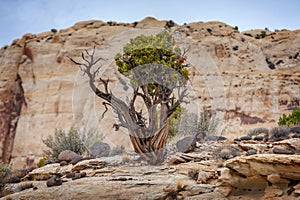 Tree and Landscape Along the Cohab Canyon Trail, Utah.