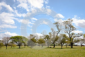 Tree and Landscape photo