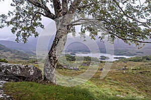 Tree and landscape at Ladies View