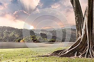 Tree landscape with trunk and roots spreading out beautiful on grass green with mountains and river nature background with clouds