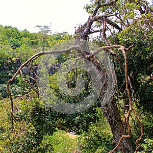 Tree landscape in uneven escarpments