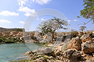 Tree in the Landscape of Wadi Dharbat near Salalah, Oman