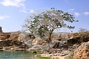 Tree in the Landscape of Wadi Dharbat near Salalah, Oman