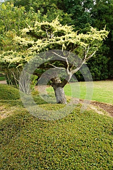 Tree in landscaped garden