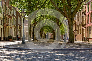 Tree lane at Hooglandsekerkgracht, Leiden