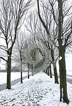 Tree lane in the snow