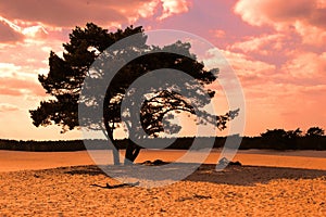 Tree at Lange Duinen