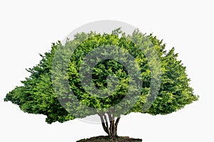 A tree with a large crown against a white background