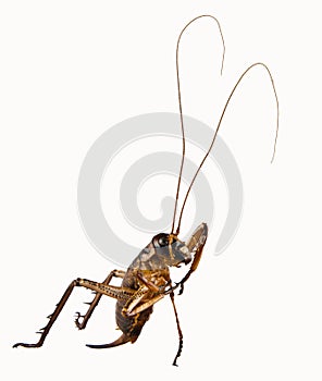 The tree or Large-headed Weta