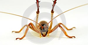 The tree, or large-headed weta