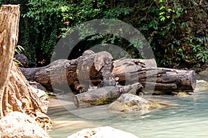 Tree with large roots near a river in the forest