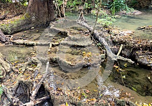 Tree with large roots near a river in the forest