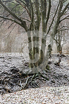 A tree with large roots in winter on the Shumen Plateau