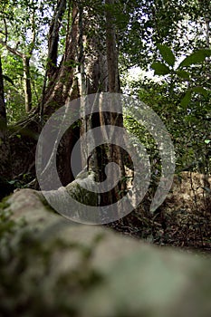 Tree with large trunk and big roots