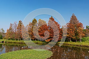 Tree larix laricina in Hong Kong Wetland Park