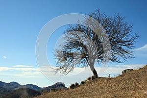 Tree in the late of autumn