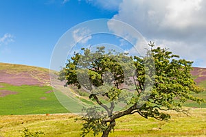 Tree in Latrigg overlooking Keswick and Derwent Water, Cumbria, photo