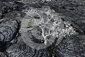 Tree from lava in Hawaii