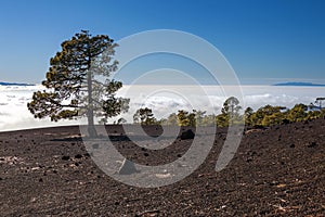 Tree in a lava landscape