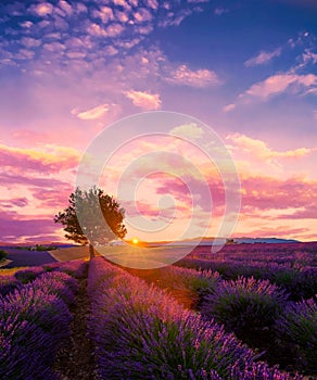 Tree in lavender field at sunset in Provence