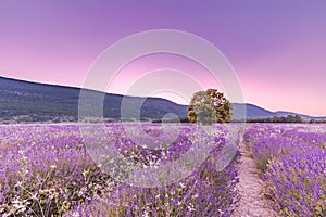 Tree in lavender field at sunset in Provence, France