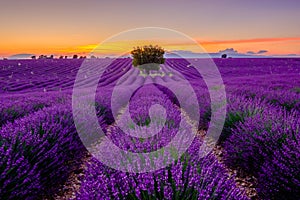 Tree in lavender field at sunset