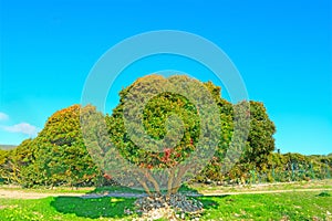 Tree in Lazzaretto beach