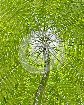 Tree and leaf canopy