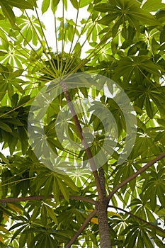 Tree and leaf canopy