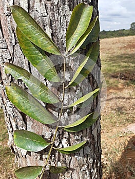 Tree and leaf of the cerrado photo