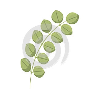 Tree leaf colored icon Vector