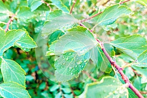 Tree leaf in the dew. Dew on a leaf