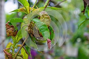 tree leaf disease, twisted peach tree leaves