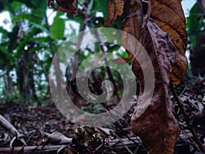 Tree leaf dropped down