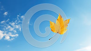 tree leaf fall isolated