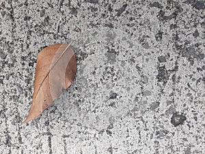 Tree leaf falling on the floor