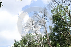 Tree , leaf or forest or tree and sky