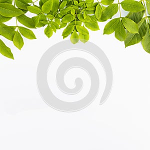 Tree Leaf Frame On White Background