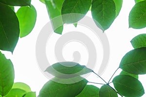 Tree leaf frame on white background