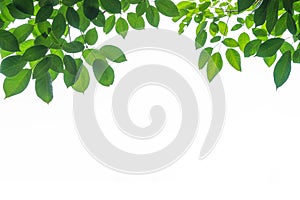 Tree leaf frame on white background